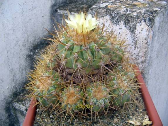 Copiapoa haseltoniana 