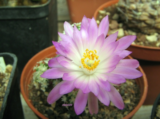 Mammillaria theresae 