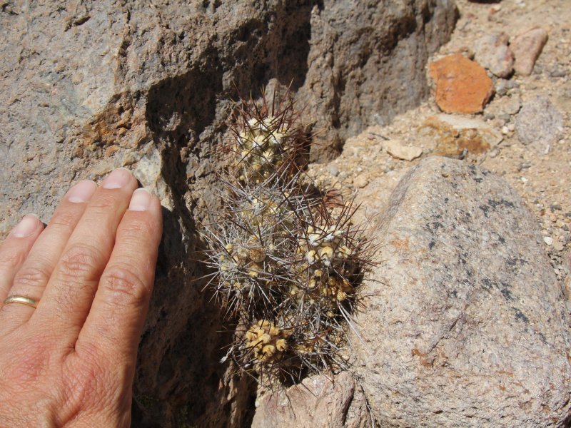 Cumulopuntia sphaerica 