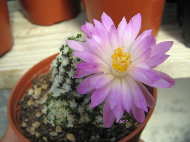 Mammillaria theresae 