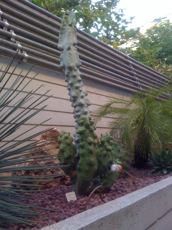 Lophocereus schottii f. monstruosus 