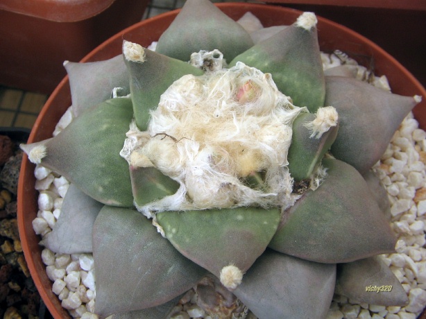 Ariocarpus retusus 