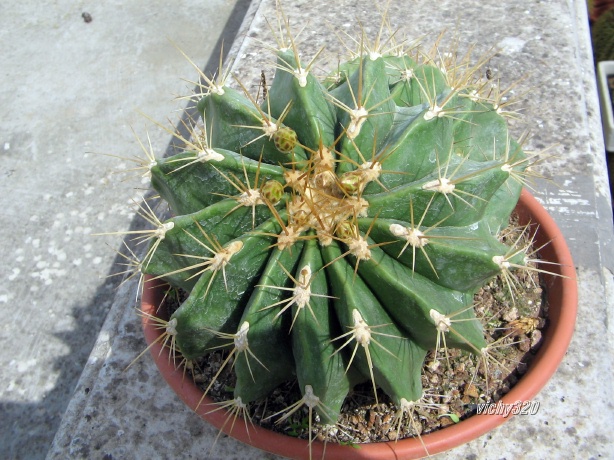 Ferocactus echidne 