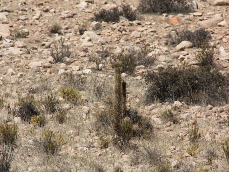 Haageocereus chilensis 