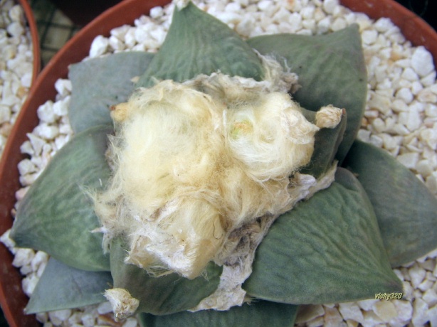 Ariocarpus retusus v. furfuraceus 