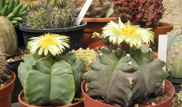 Astrophytum myriostigma cv. kikko 