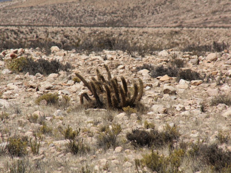 Haageocereus chilensis 