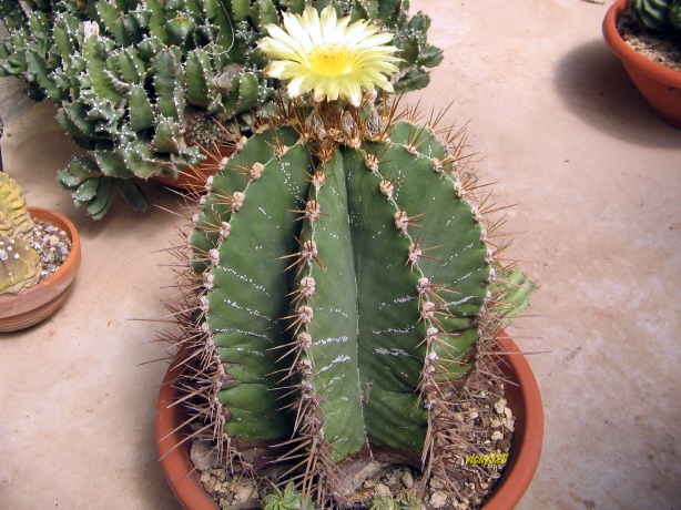 Astrophytum ornatum 