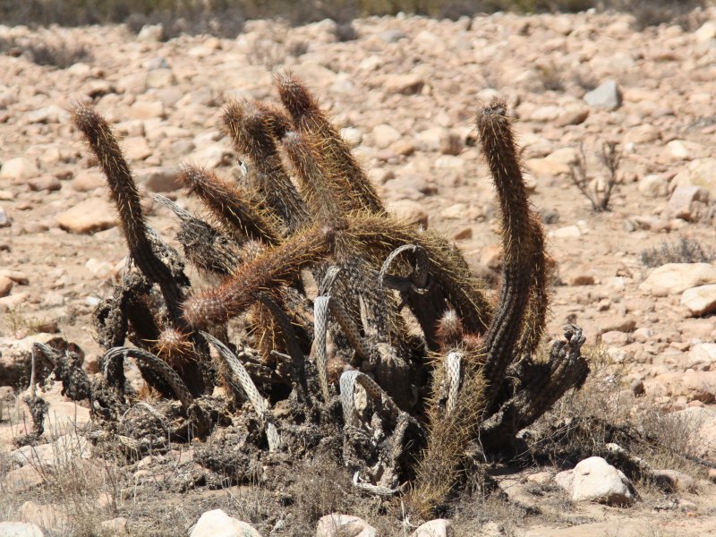 Haageocereus chilensis 