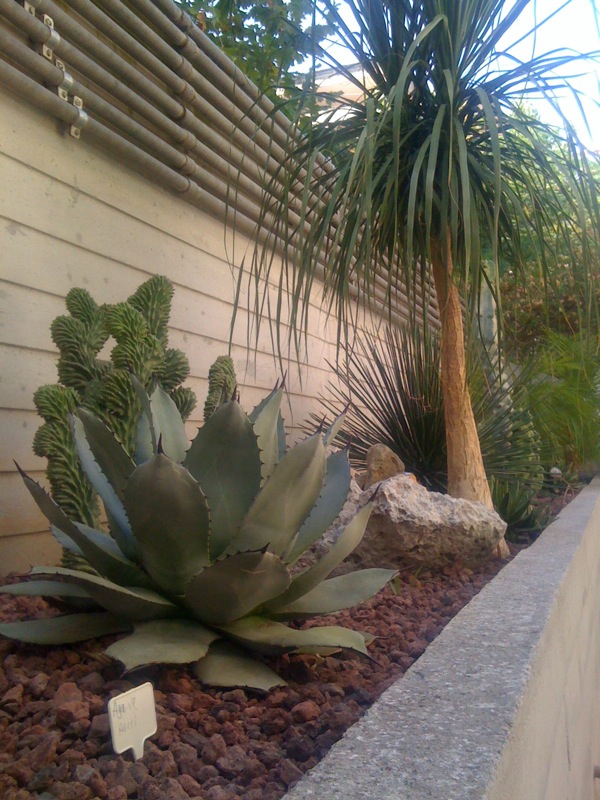 Agave parryi 