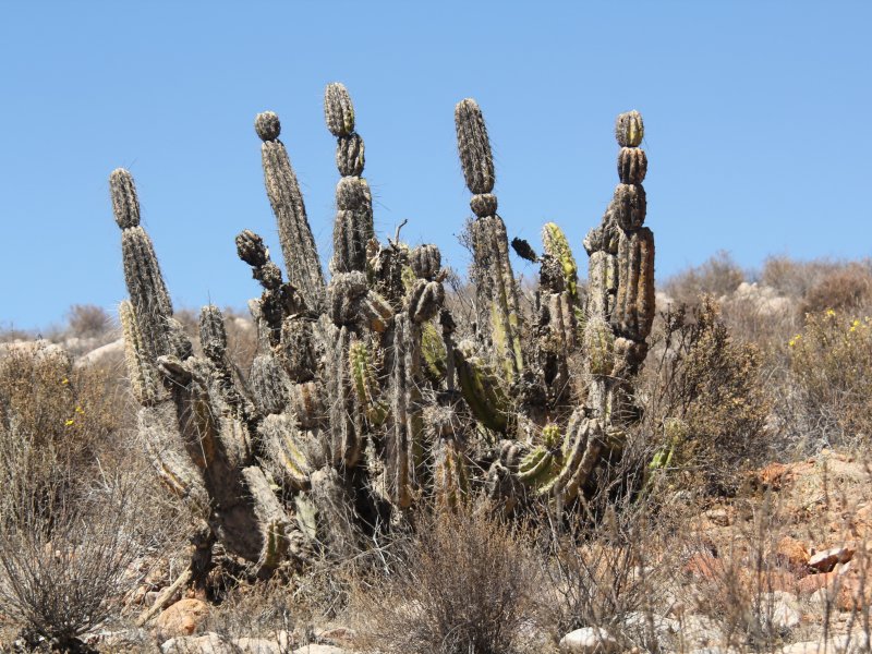 corryocactus brevistylus