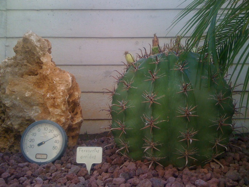 Ferocactus horridus 