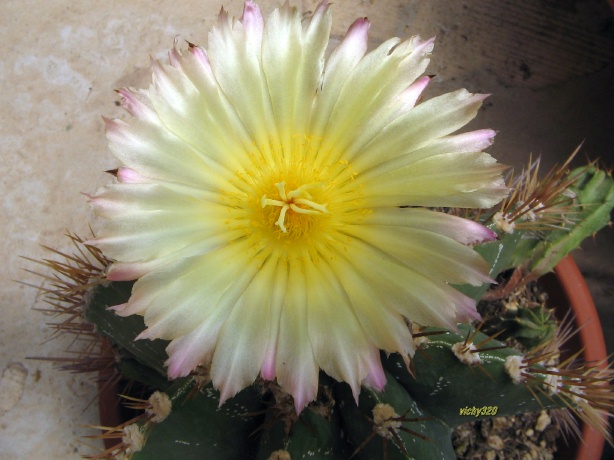 Astrophytum ornatum 