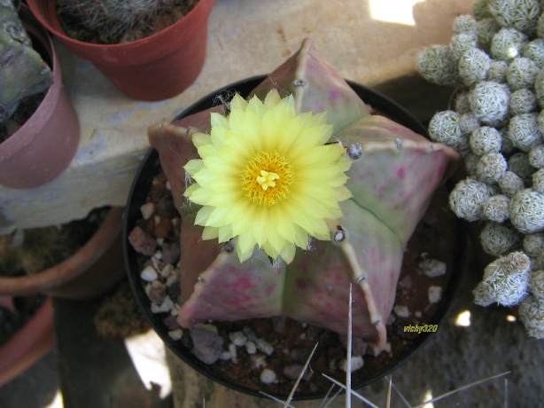 Astrophytum myriostigma v. nudum 