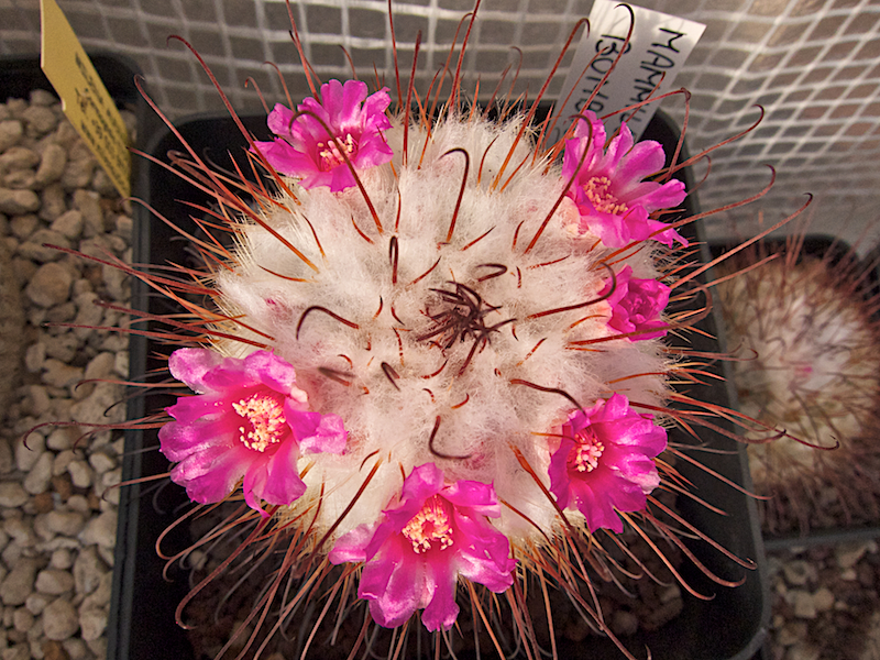 Mammillaria bombycina 