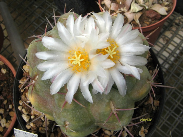 Thelocactus hexaedrophorus 