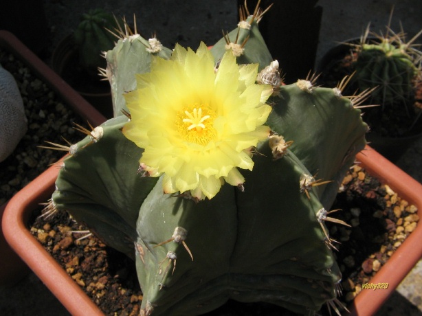 Astrophytum myriostigma x ornatum v. nudum 