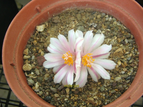 Ariocarpus kotschoubeyanus v. albiflorus 