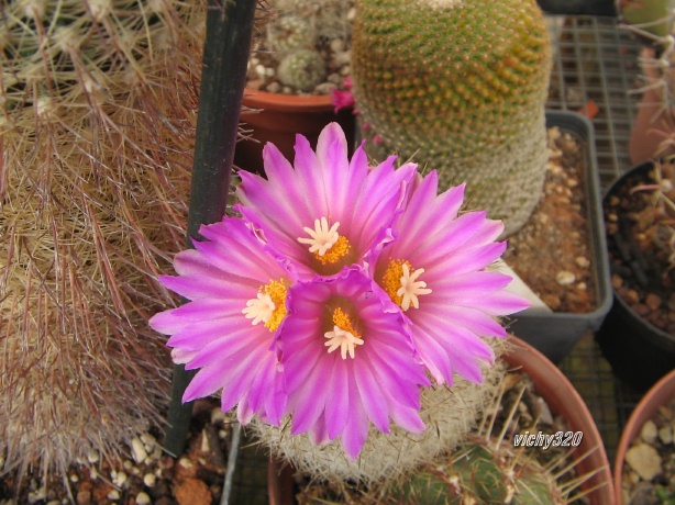 Turbinicarpus beguinii v. senilis 