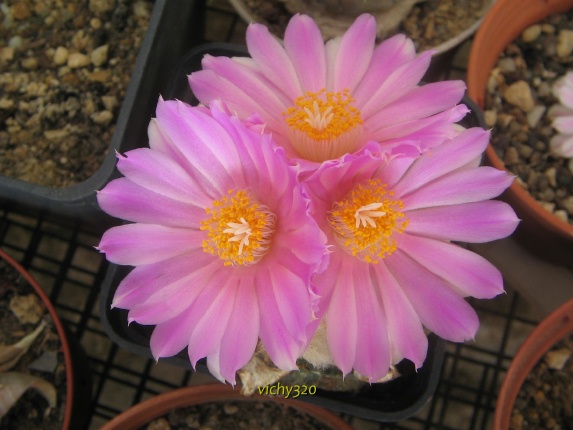 Ariocarpus fissuratus cv. godzilla 
