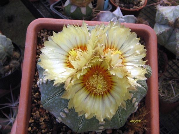 Astrophytum asterias 