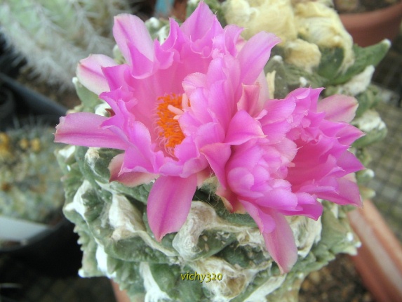 Ariocarpus fissuratus x retusus 