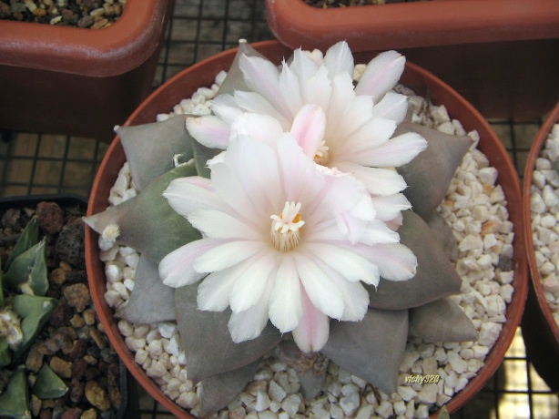 Ariocarpus retusus 