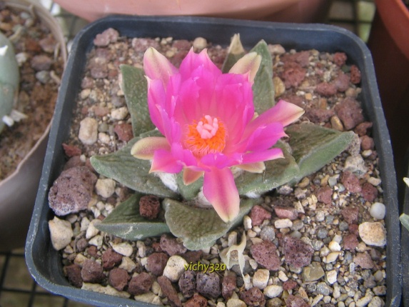 Ariocarpus fissuratus 