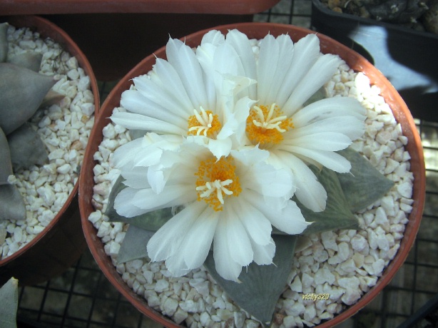 Ariocarpus retusus v. furfuraceus 