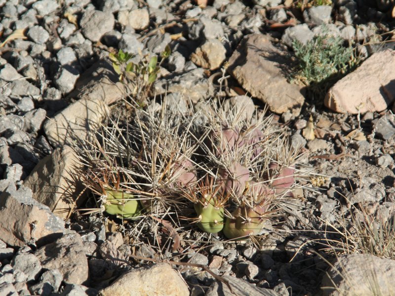 Cumulopuntia boliviana ssp. ignescens 