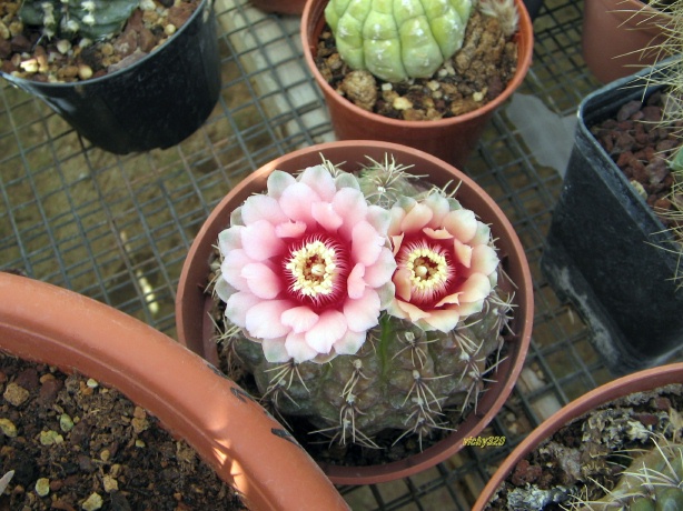 Gymnocalycium baldianum 