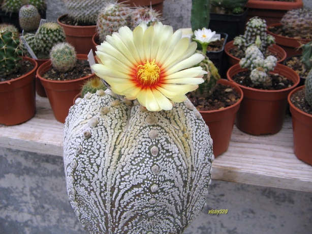 Astrophytum asterias cv. super kabuto 