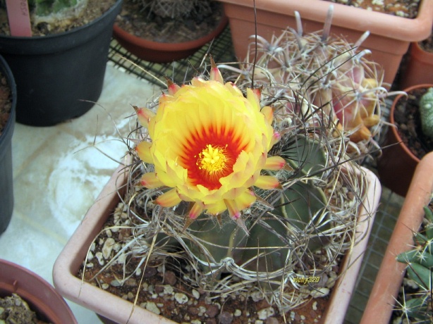 Astrophytum capricorne ssp. senile 