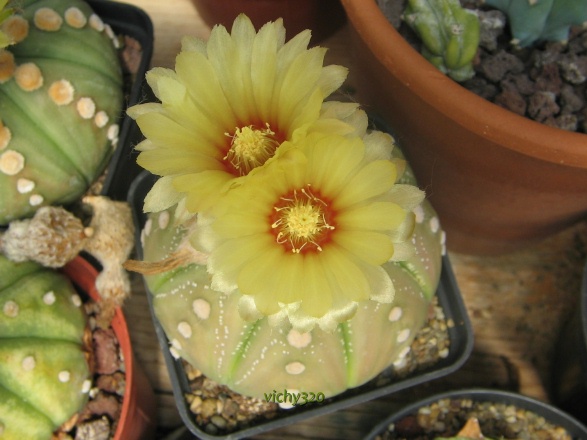 Astrophytum asterias 