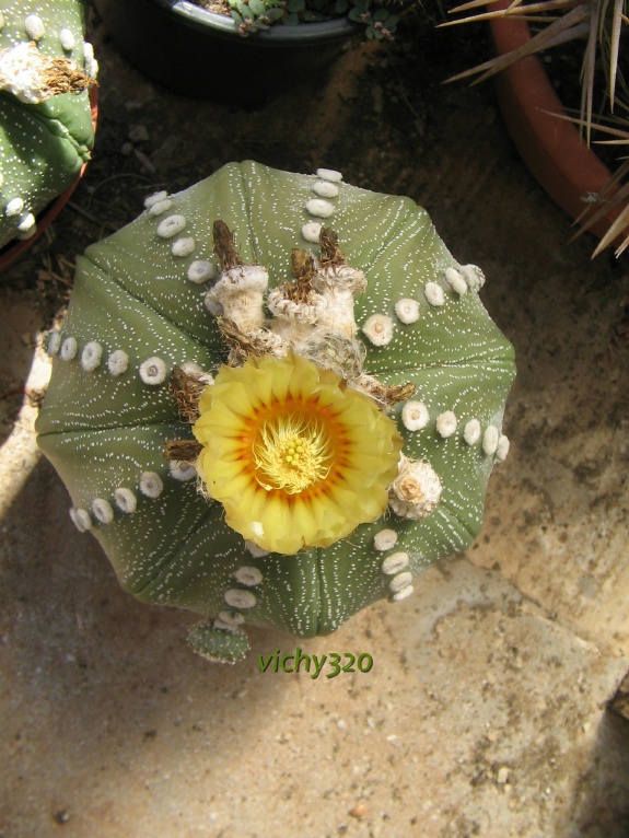 Astrophytum asterias 