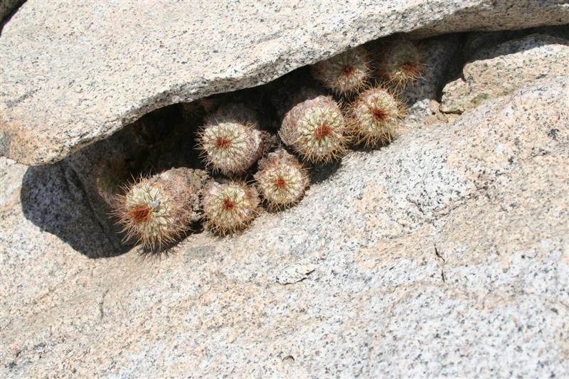 copiapoa ahremephiana 