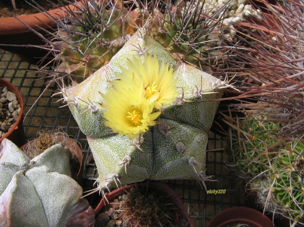 Astrophytum myriostigma x ornatum 