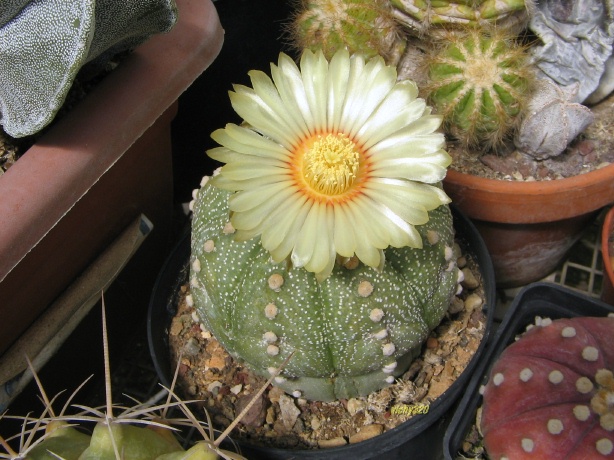 Astrophytum asterias 