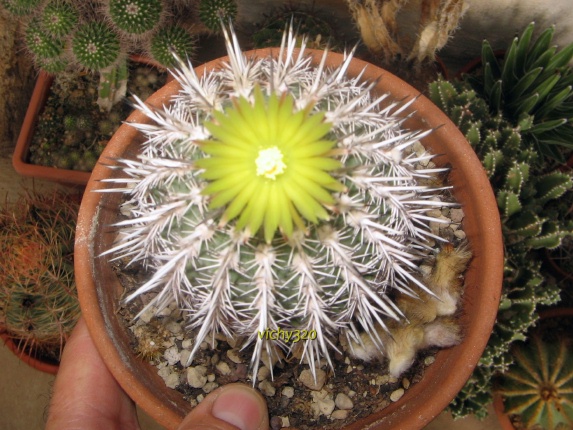 Islaya copiapoides 