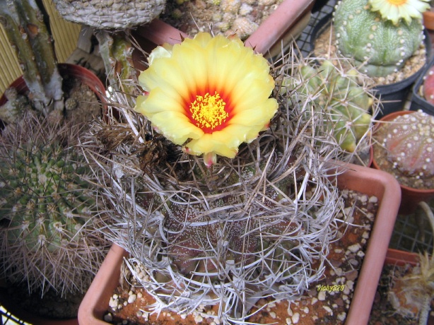 Astrophytum capricorne 