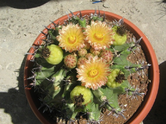 Ferocactus horridus f. brevispinus 