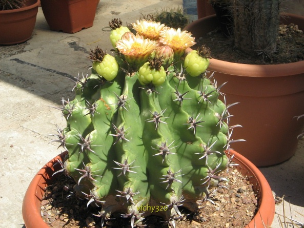 Ferocactus horridus f. brevispinus 