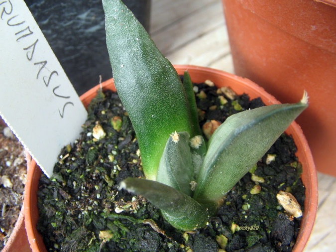 Ariocarpus retusus cv. Frumdosus 