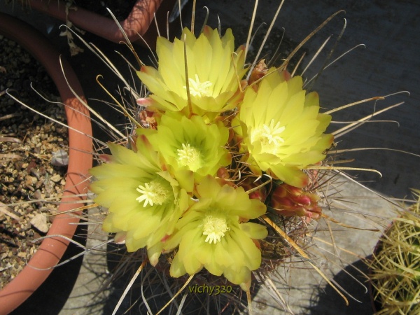 Ferocactus hamatacanthus v. papyracanthus 