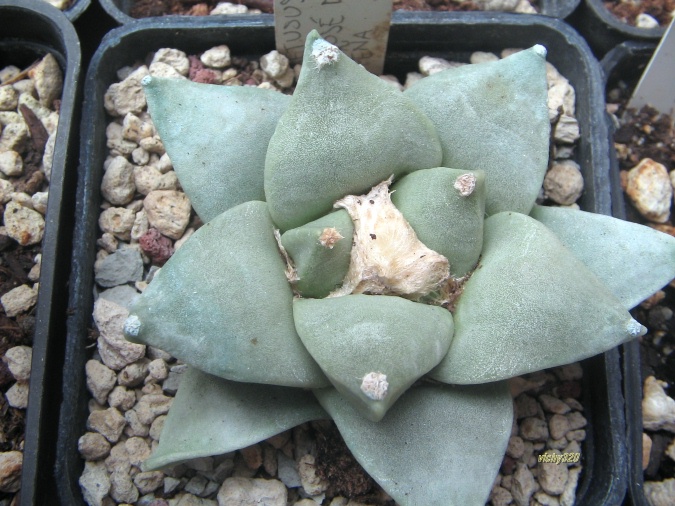 Ariocarpus retusus 