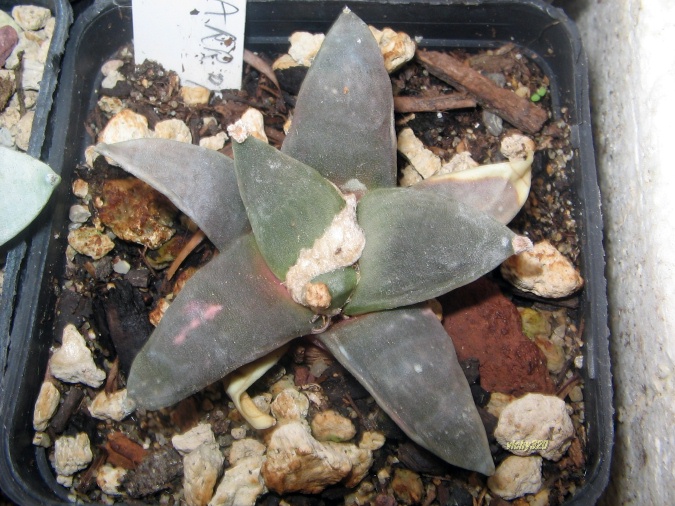 Ariocarpus retusus 