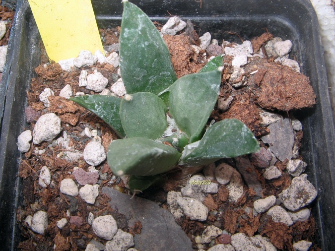 Ariocarpus retusus cv. frumdosus superstar 