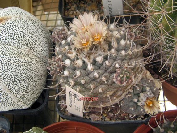 Turbinicarpus jauernigii 