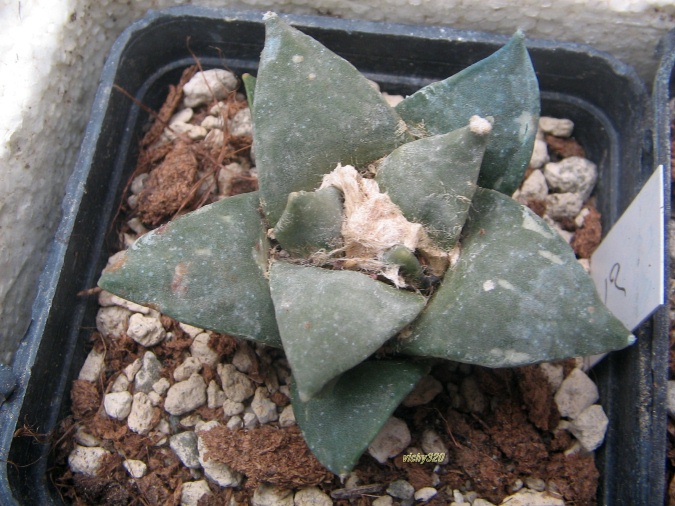 Ariocarpus retusus 