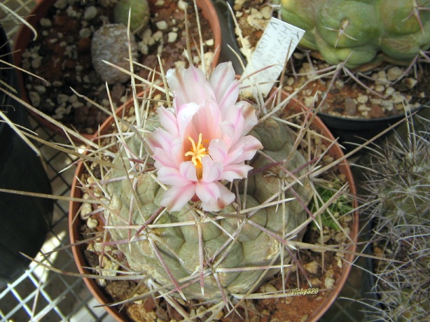 thelocactus hexaedrophorus ssp. lloydii